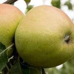 Arthur Turner Apples on the tree