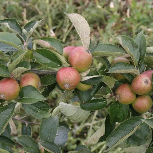 Ashmeads Kernel Apples on the tree