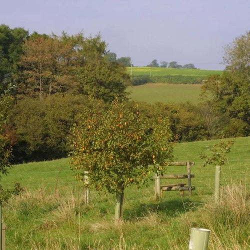 Ashridge Tree Guard Shelter
