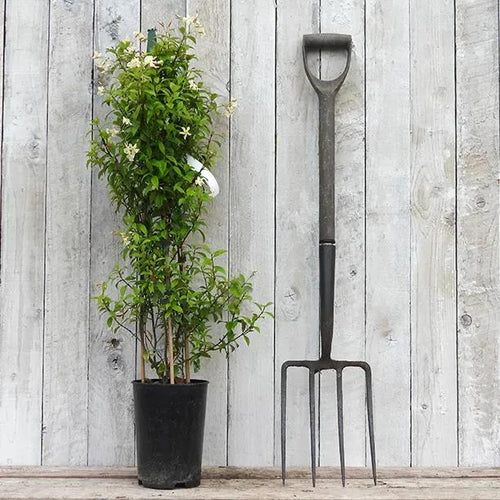 Asiatic Jasmine Plant