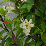 Asiatic Jasmine Trachelospermum Flowers
