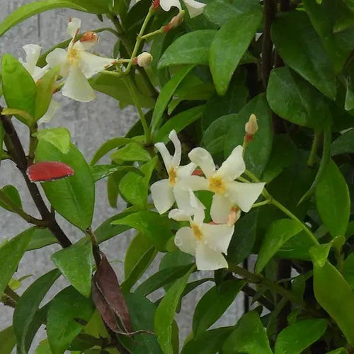 Asiatic Jasmine Trachelospermum Flowers