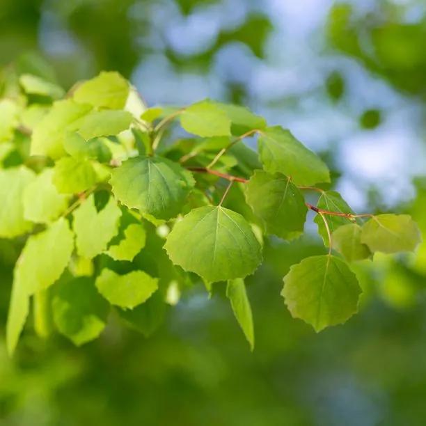 Aspen Poplar tree's leaves in Spring