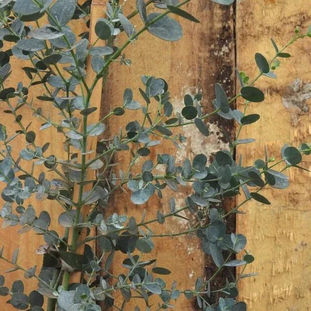 Azura Eucalyptus Leaves