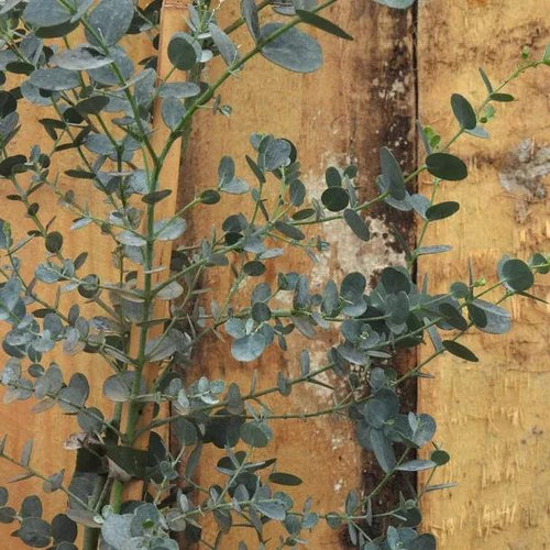 Azura Eucalyptus Leaves