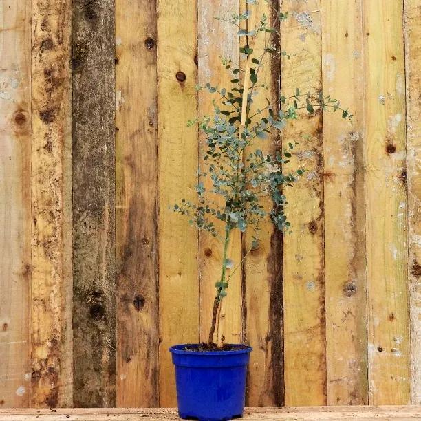 Azura Eucalyptus Tree