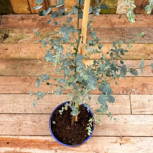 Azura Eucalyptus Tree