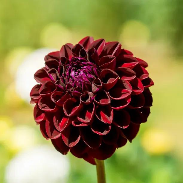 Baccara Dahlia Flowers