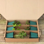 Back of the Border Herbaceous Collection in 9cm Pot Packaging