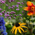 Back of the Border Collection Flowers