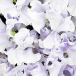 Ballerina Blue Sweet Pea Flowers