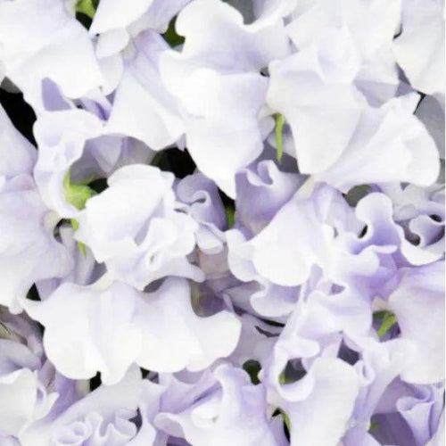 Ballerina Blue Sweet Pea Flowers