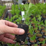 Ballerina Blue Sweet Pea Seedling in a Jumbo Plug Showing Good Root Development