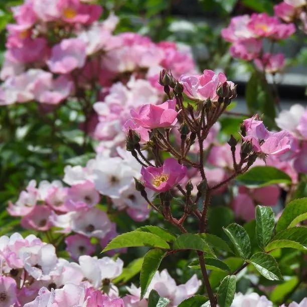 Ballerina Shrub Rose Flowers