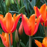 Ballerina Tulip Flowers