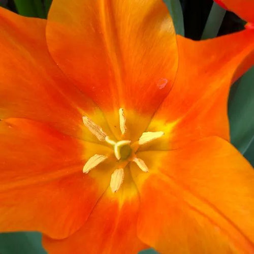 Ballerina Tulip Flowers - Close Up of Orange