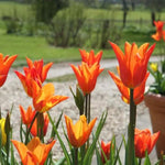 Ballerina Tulip Flowers in Spring