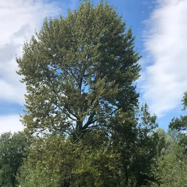 Mature Balsam Spire Poplar Tree
