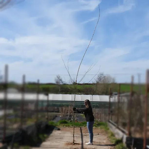 Bareroot Balsam Spire Poplar 6cm to 8cm girth Standard Tree