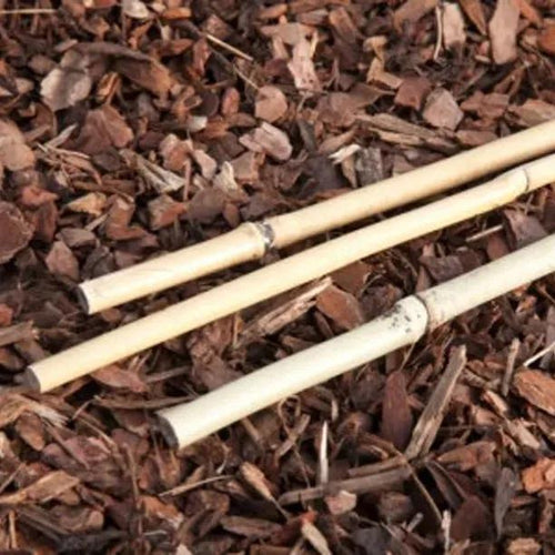 Bamboo Canes