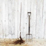 Bardsey Island Maiden Apple Tree