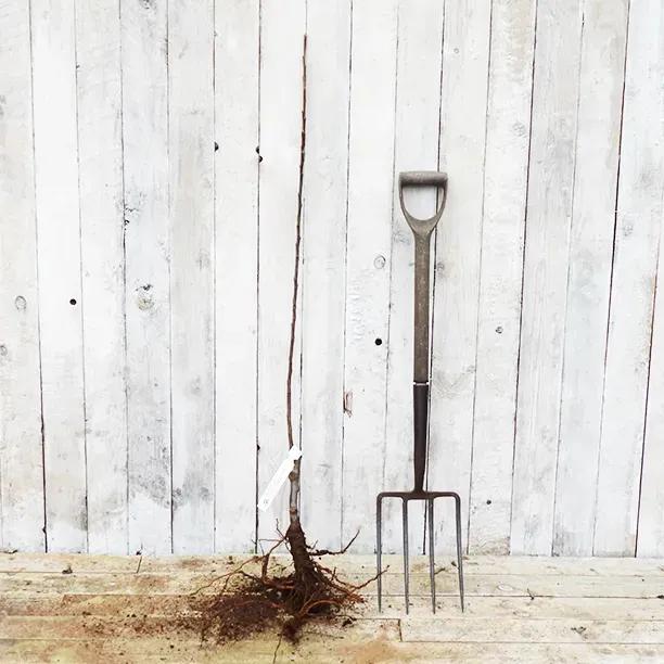 Bardsey Island Maiden Apple Tree
