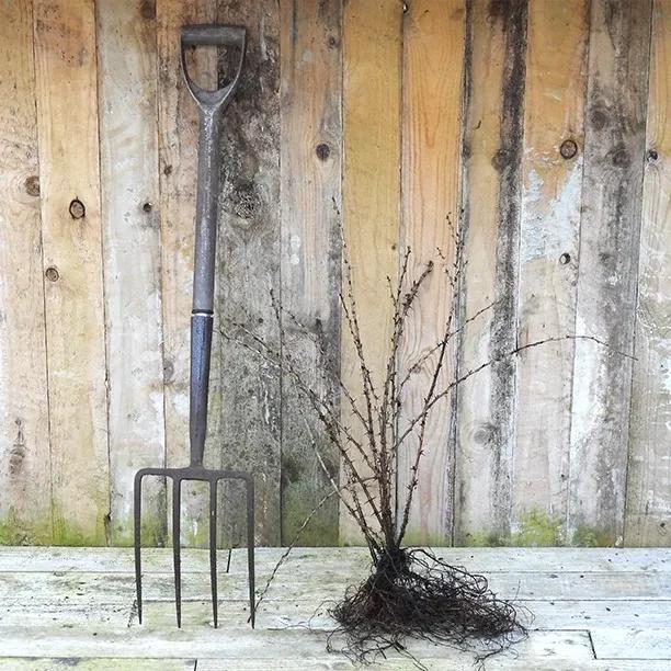 Bareroot Gooseberry Hinnonmaki Green