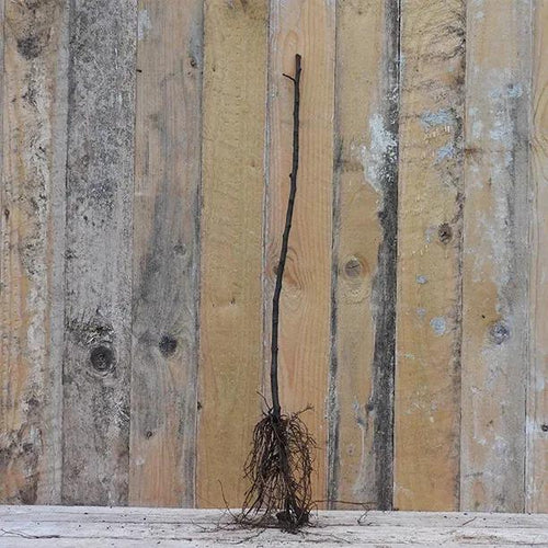 A bareroot MM106 Apple Rootstock (Semi-vigorous)