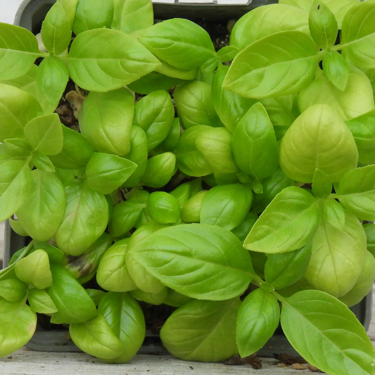 Close-up of green basil plants in a pot