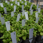 Basil plants in pots with labels in a greenhouse setting