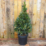 Bay Laurel Tree Pyramid, 100cm Tall