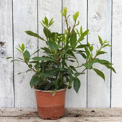 Bay Leaf Plant 1 Litre Pot