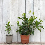 Bay Laurel Plants in p9 vs 1 litre pot