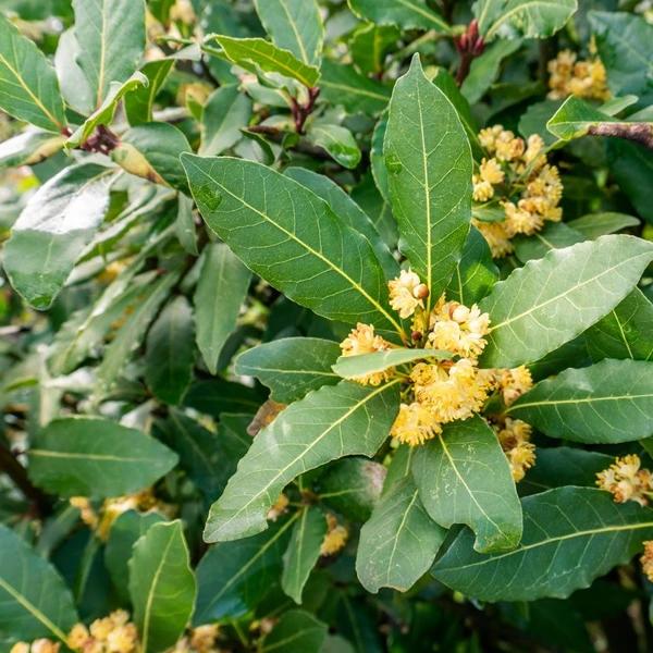 Bay Leaves & flowers