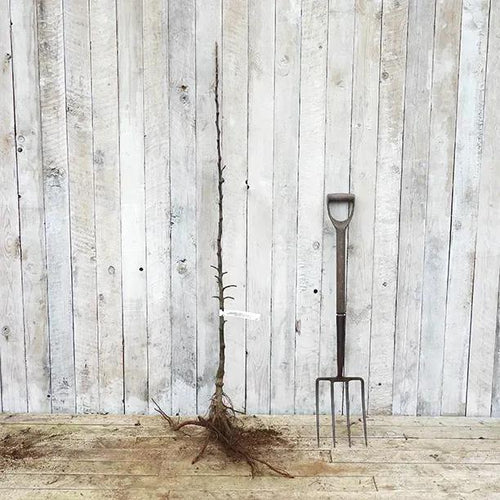 Bareroot Beauty of Bath Maiden Apple Tree