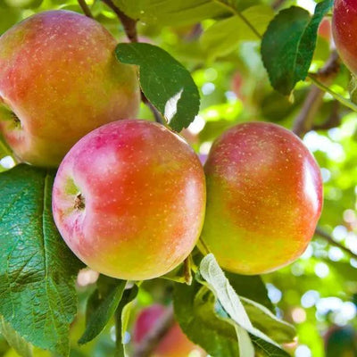 Beauty of Bath Apples on the tree