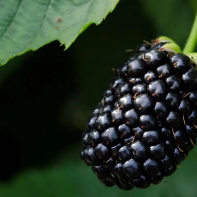 Bedford Giant Blackberry