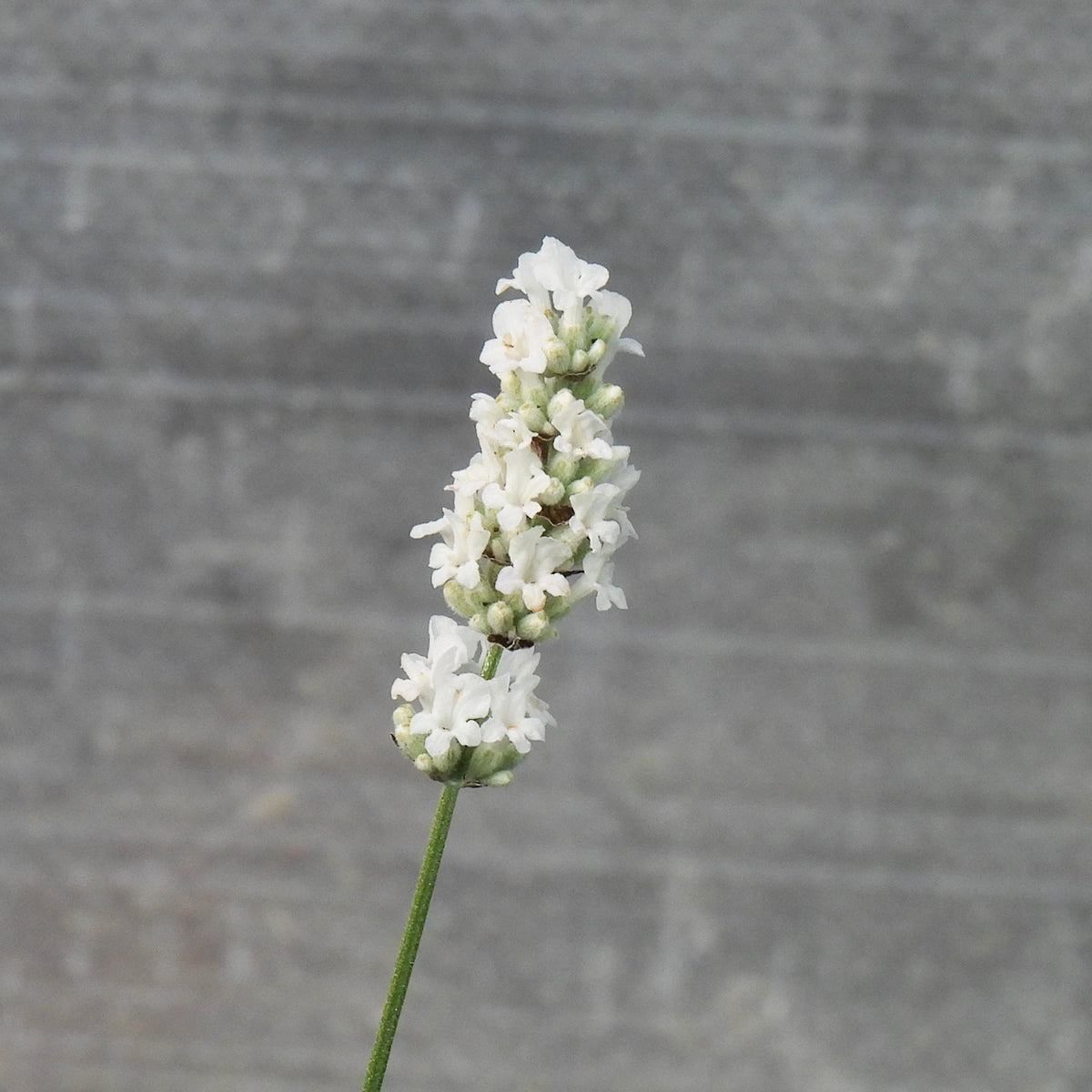 Single Beezee white lavender flower