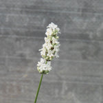 Single Beezee white lavender flower