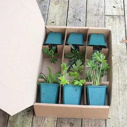 Bees & Butterflies Herbaceous Collection in 9cm Pot Packaged