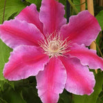 Bees Jubilee Clematis Flowers