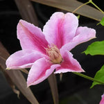 Bees Jubilee Clematis Flowers