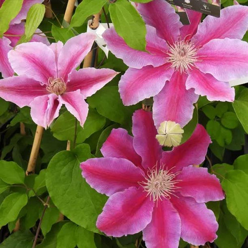 Bees Jubilee Clematis Flowers