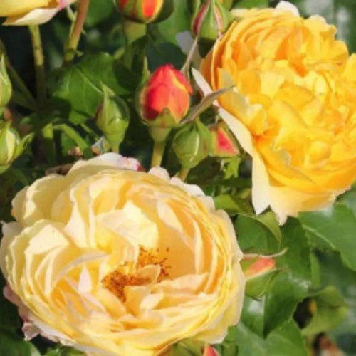 Belle de Jour Rose Flowers