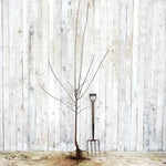 Bareroot Belle de Louvain Plum Half Standard Tree