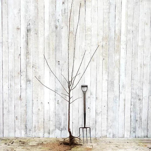 Bareroot Belle de Louvain Plum Half Standard Tree