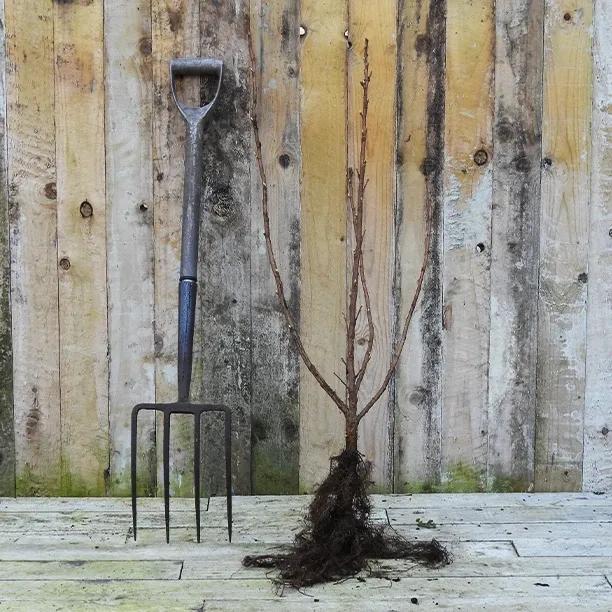 Bareroot Ben Connan Blackcurrant Plant