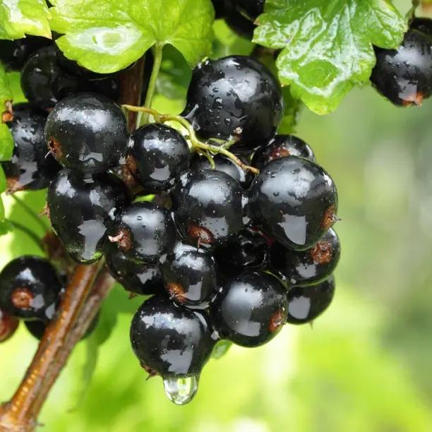 Ben Connan Blackcurrants on the Bush