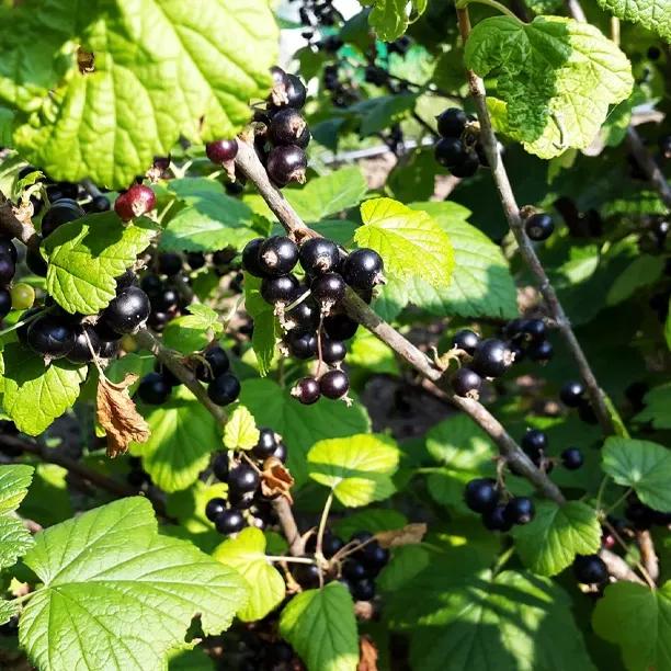 Ben Connan Blackcurrants on the Bush
