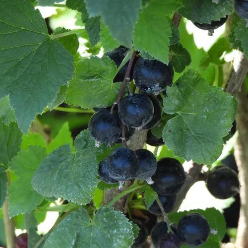 Ben Lomond Blackcurrants on the bush